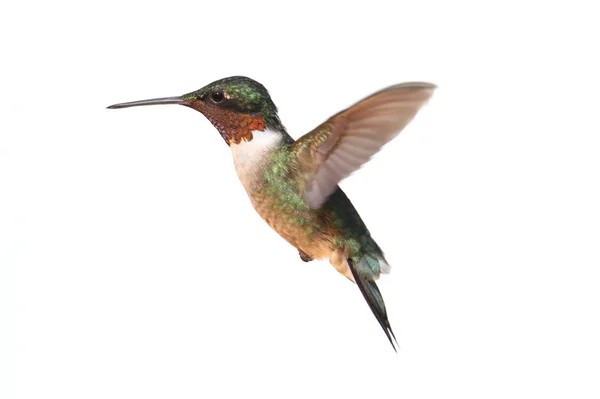 Na białym tle ruby - throated hummingbird — Zdjęcie stockowe