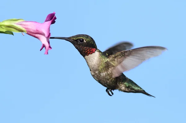 Colibrí macho de garganta rubí (archilochus colubris ) — Foto de Stock