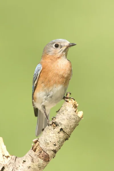 Θηλυκό Ανατολική bluebird — Φωτογραφία Αρχείου