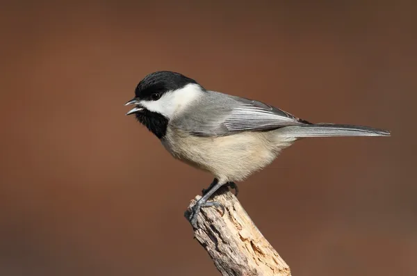 Carolina chickadee auf einem zweig — Stockfoto