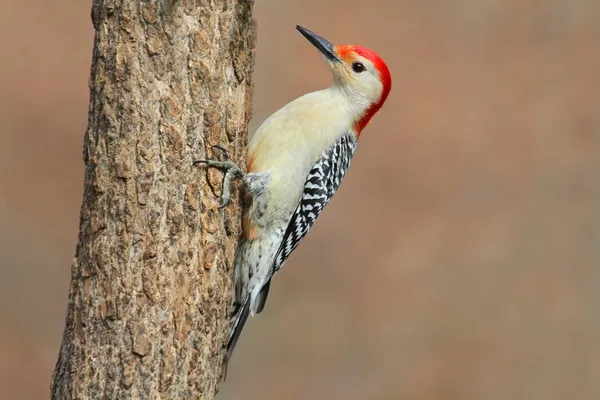 Picchio su un albero — Foto Stock