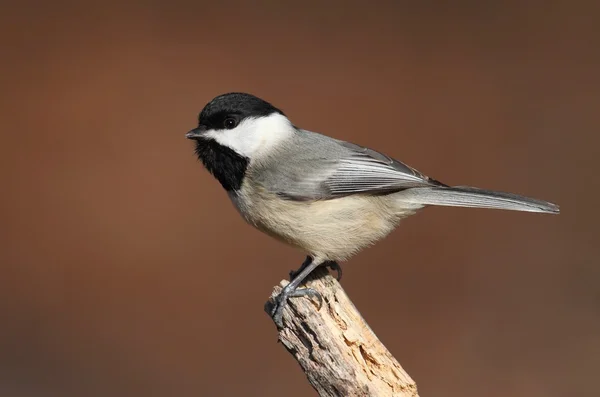 Кароліна Chickadee на гілці — стокове фото