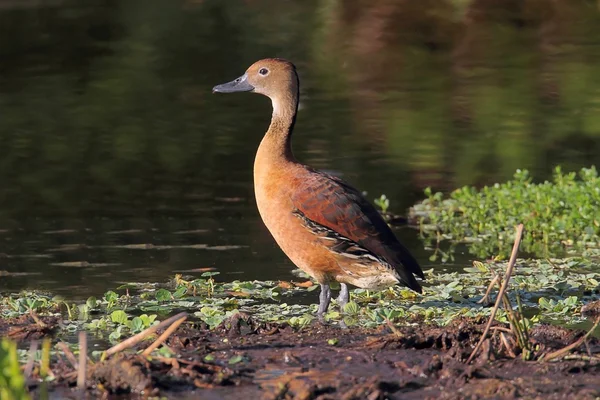 Fulvös visslande anka (Dendrocygna bicolor)) — Stockfoto