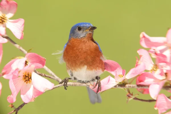 Uccello azzurro con fiori di corniolo — Foto Stock