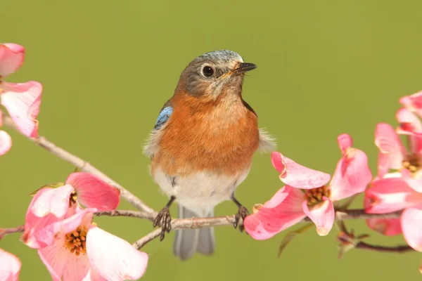 Bluebird with Dogwood flowers — Stock Photo, Image