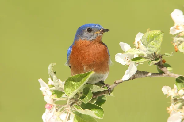 Wschodniej bluebird — Zdjęcie stockowe