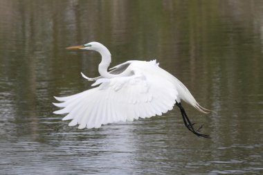 Büyük Egret (ardea alba)
