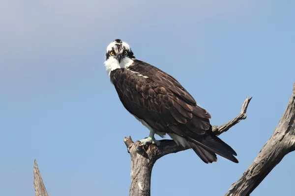 Osprey ağacına — Stok fotoğraf