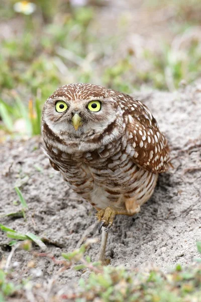 Burrowing Owl (athene cunicularia) — Stock Photo, Image