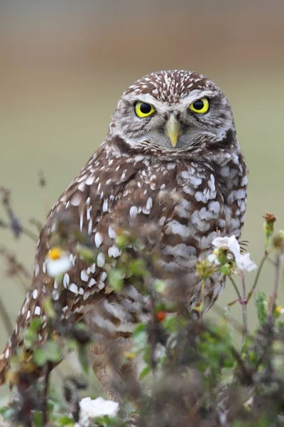 불타는 올빼미 (athene cunicularia)) — 스톡 사진