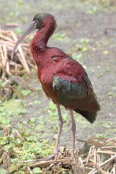 Ibis błyszczący (Plegadis falcinellus) — Zdjęcie stockowe