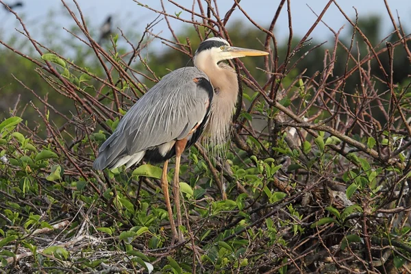 Grande Garça Azul (ardea herodias) — Fotografia de Stock