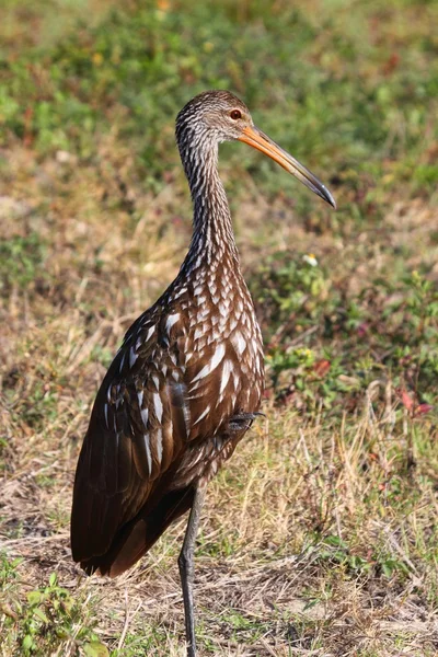 Limpkin silhuett i everglades — Stockfoto