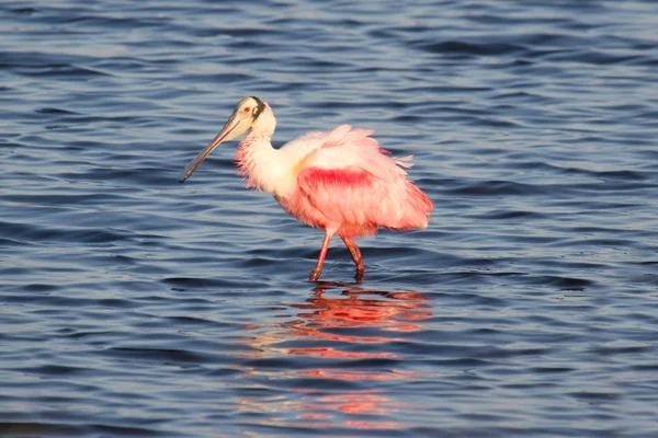 Roze lepelaar jacht in water — Stockfoto