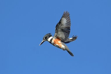 Kuşaklı Kingfisher (Ceryle alcyon)