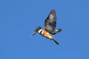 Belted Kingfisher (Ceryle alcyon) clipart