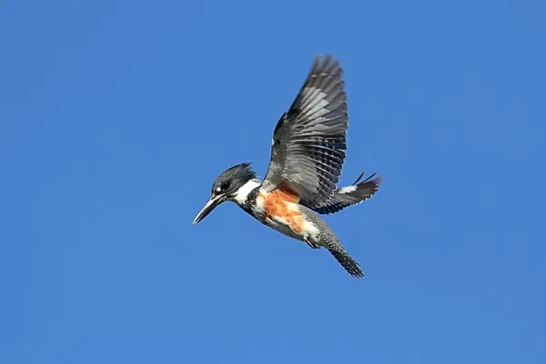 Ζωσμένος Kingfisher (Ceryle alcyon) — Φωτογραφία Αρχείου