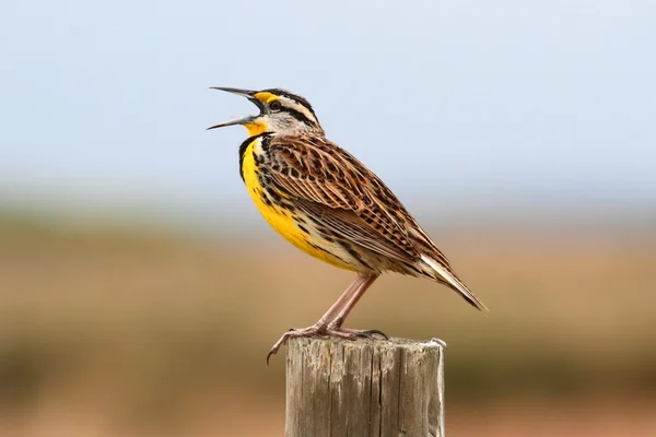 Alondra de pradera oriental (sturnella magna) — Foto de Stock