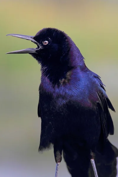 Boat-tailed Grackle (Quiscalus major) — Stock Photo, Image