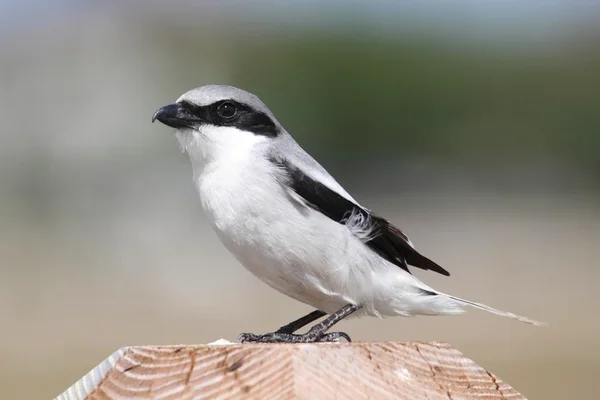 Loggerhead Shrike (lanius ludovicianus).) — стокове фото