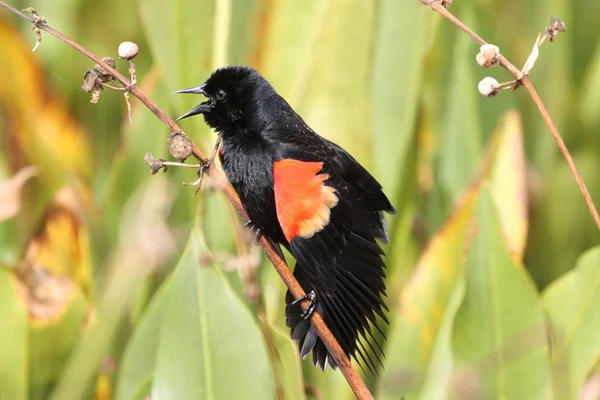 红翼黑鸟唱歌 — 图库照片