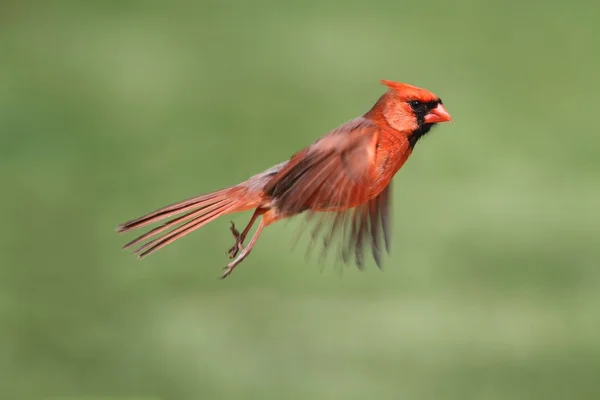 Uçuş erkek Kardinal — Stok fotoğraf