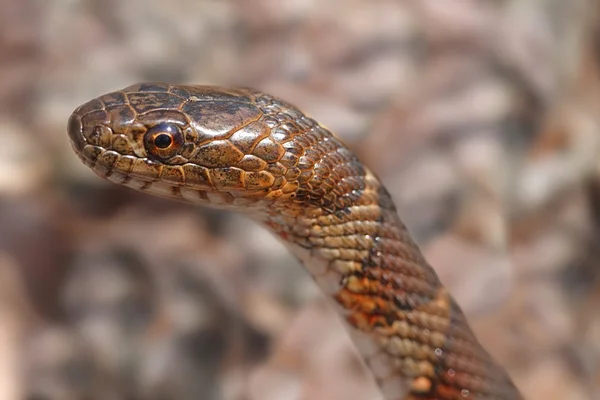 Serpente d'acqua settentrionale (Nerodia sipedon) — Foto Stock