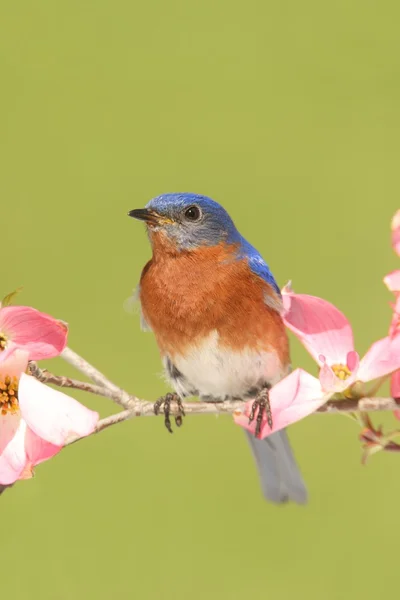 Bluebird with Dogwood flowers — Stock Photo, Image