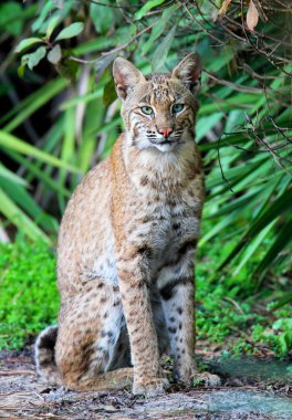 Vahşi vaşak (Lynx rufus)