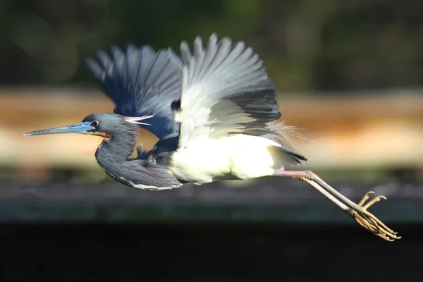 Üç renkli balıkçıl (egretta üç renkli)) — Stok fotoğraf