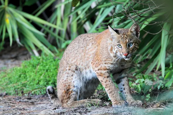 Дикі Bobcat (Lynx rufus) — стокове фото