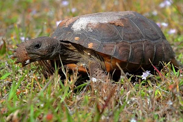 Gopher sköldpadda (Gopherus Polyfemos) — Stockfoto