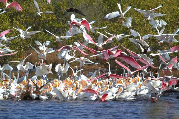 Grand troupeau d'oiseaux d'eau se nourrissant — Photo