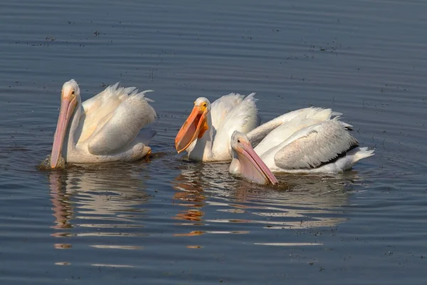 Pelicans bianchi americani — Foto Stock