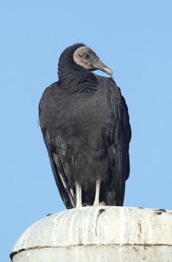 tünemiş kara akbaba