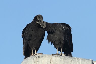 Pair of Black Vultures clipart