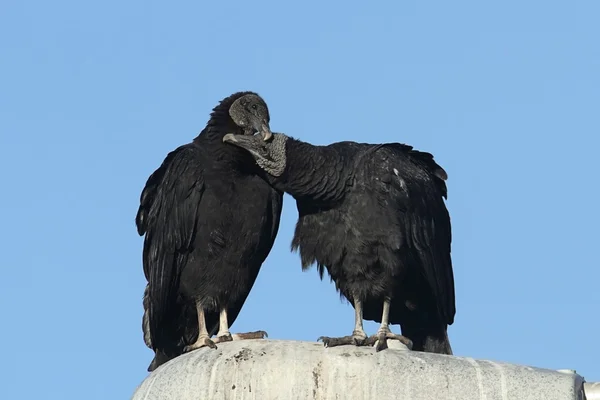Para czarny sępy — Zdjęcie stockowe