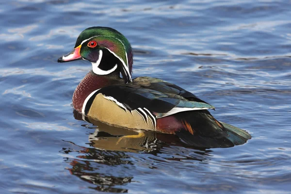 Male Wood Duck (aix sponsa) — Stock Photo, Image