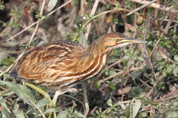 Bukač severoamerický (Botaurus lentiginosus) — Stock fotografie