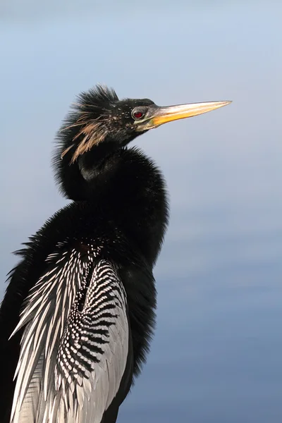 Anhinga auf einem Barsch — Stockfoto