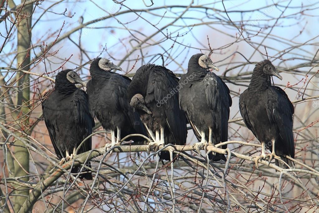 Flock of Black Vultures — Stock Photo © steve_byland 25364093