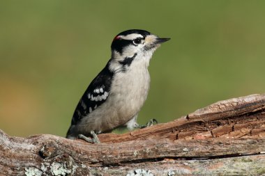 Tüylü ağaçkakan (Picoides pubescens)