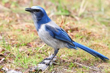 nesli tükenmekte olan florida scrub-jay