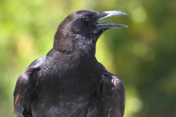 Cuervo americano (Corvus brachyrhynchos ) — Foto de Stock