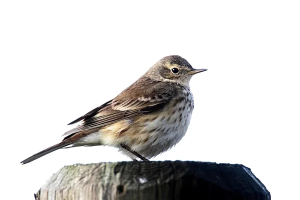 American Pipit (Anthus rubescens) — Stock Photo, Image