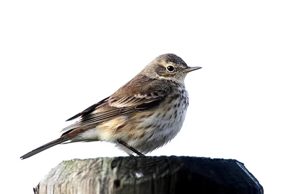 Pipit americano (anthus rubescens) — Fotografia de Stock