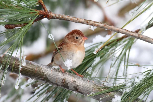 Pellon varpunen (Spizella pusilla) lumen peittämällä oksalla — kuvapankkivalokuva