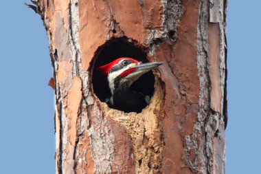 Pileated Woodpecker (Dryocopus pileatus) clipart