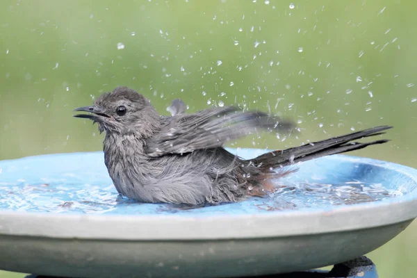 Gray Catbird (Dumetella carolinensis) — Stock Photo, Image