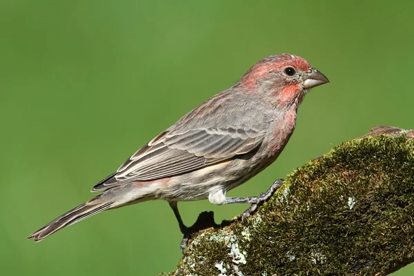 Hausfinkenmännchen (carpodacus Mexicanus)) — Stockfoto